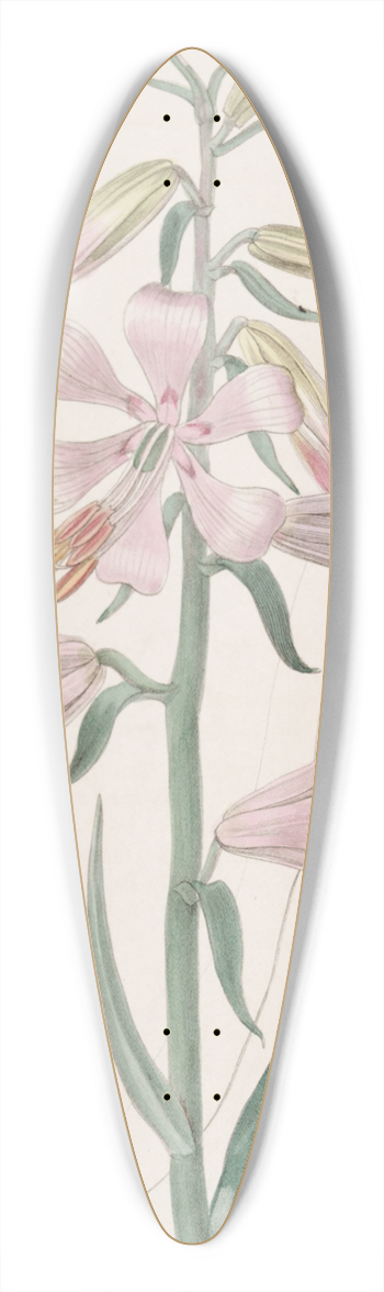 Sydenham Edwards - Dr. Thomsons Lily 39.3 inch art pintail longboard deck