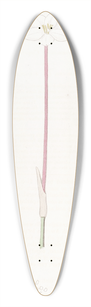 Sydenham Edwards - Drummonds Cooperia 39.3 inch art pintail longboard deck