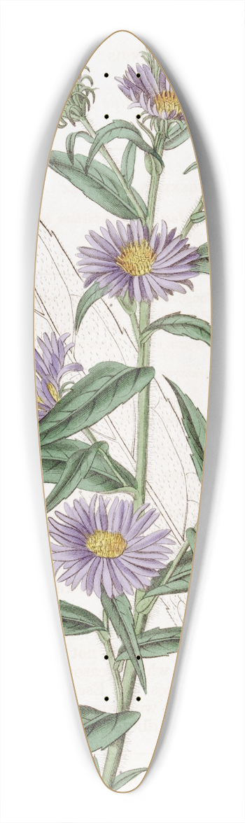 Sydenham Edwards - Dwarf Blue Aster 39.3 inch art pintail longboard deck