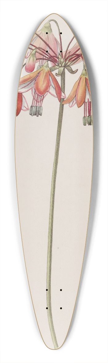 Sydenham Edwards - Elegant Bessera 39.3 inch art pintail longboard deck