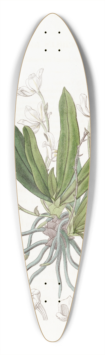 Sydenham Edwards - Falcate-leaved Sarcochilus 39.3 inch art pintail longboard deck