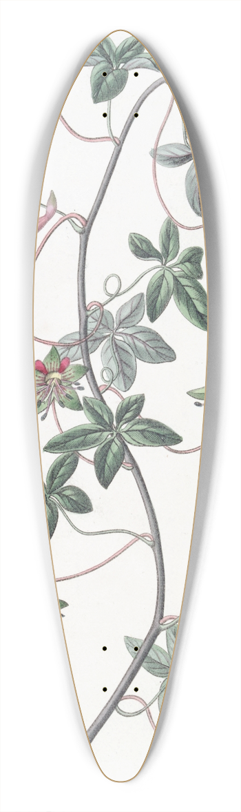 Sydenham Edwards - Five-leaved Tropaeolum 39.3 inch art pintail longboard deck