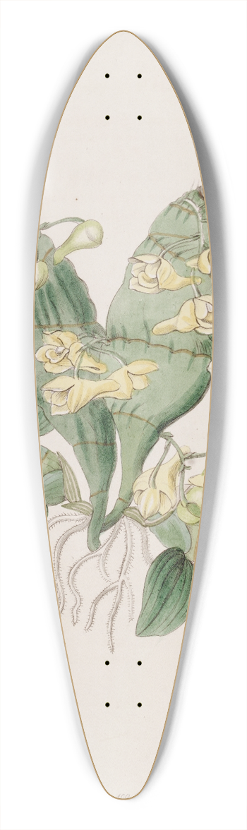Sydenham Edwards - Flat-stemmed Dendrobium 39.3 inch art pintail longboard deck