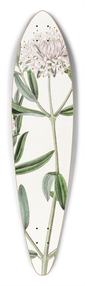 Sydenham Edwards - Forest Pimelea 39.3 inch art pintail longboard deck
