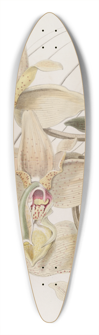 Sydenham Edwards - Four-horned Stanhopea 39.3 inch art pintail longboard deck