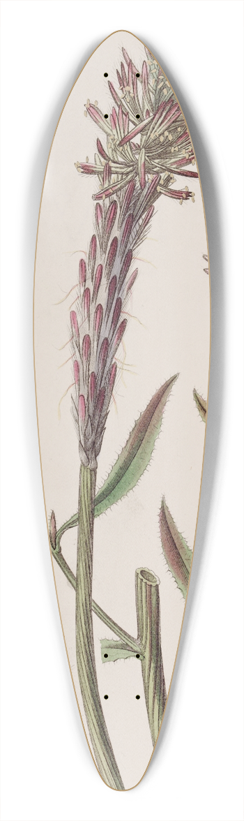 Sydenham Edwards - Foxtail Trichinium 39.3 inch art pintail longboard deck
