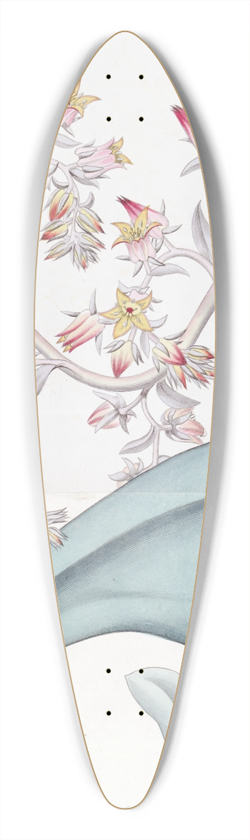 Sydenham Edwards - Gibbous-flowered Echeveria 39.3 inch art pintail longboard deck