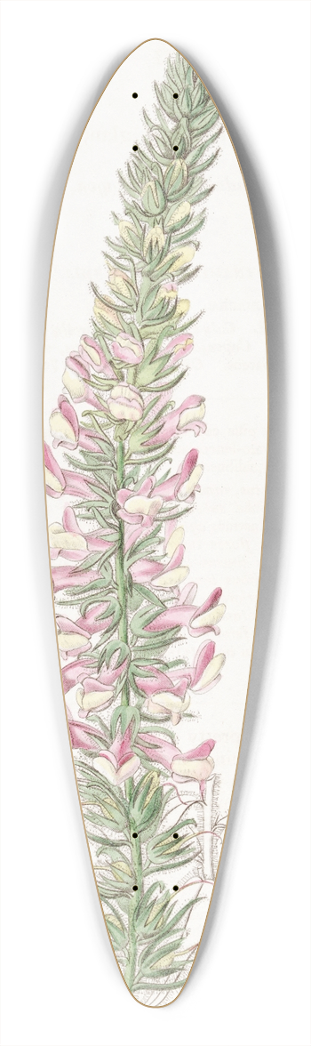 Sydenham Edwards - Glandular Snapdragon 39.3 inch art pintail longboard deck