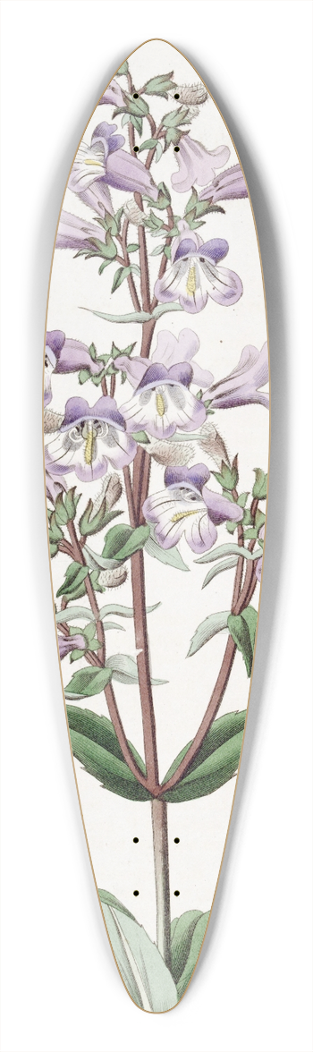 Sydenham Edwards - Glaucous Pentstemon 39.3 inch art pintail longboard deck