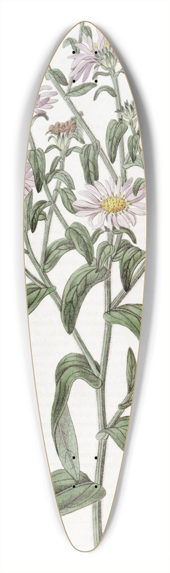 Sydenham Edwards - Glossy Aster 39.3 inch art pintail longboard deck