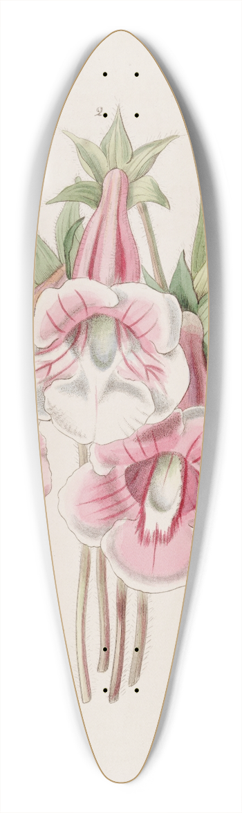 Sydenham Edwards - Gloxinia speciosa 39.3 inch art pintail longboard deck