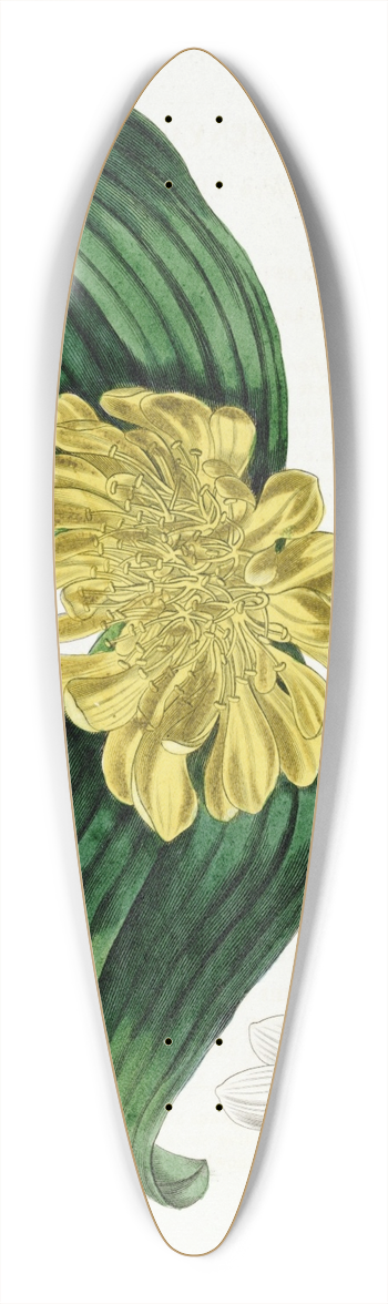 Sydenham Edwards - Golden Daubenya 39.3 inch art pintail longboard deck