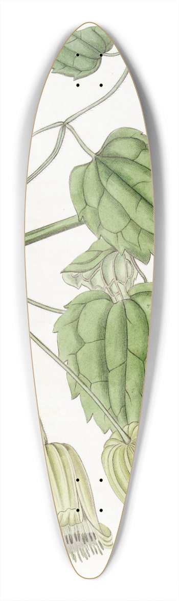 Sydenham Edwards - Green-flowered Clematis 39.3 inch art pintail longboard deck
