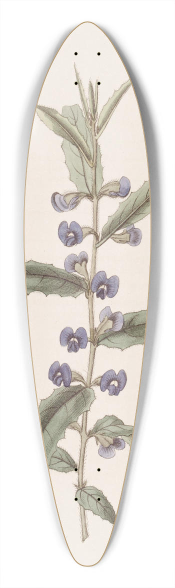 Sydenham Edwards - Holly-leaved Hovea 39.3 inch art pintail longboard deck