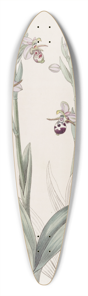 Sydenham Edwards - Horned Ophrys 39.3 inch art pintail longboard deck