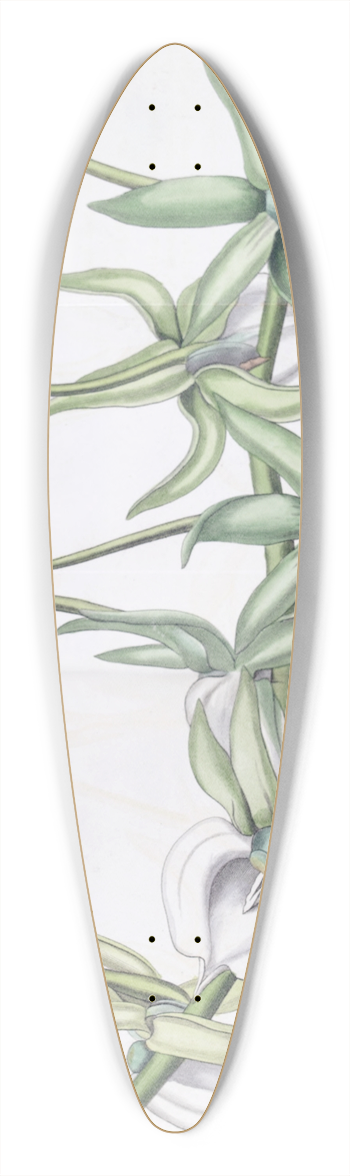 Sydenham Edwards - Ivory Angraecum 39.3 inch art pintail longboard deck