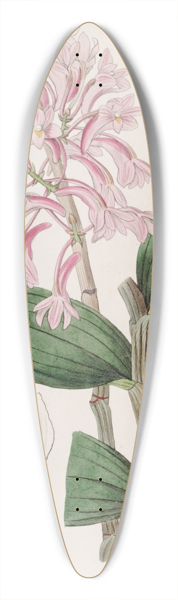 Sydenham Edwards - Kuhls Dendrobe 39.3 inch art pintail longboard deck