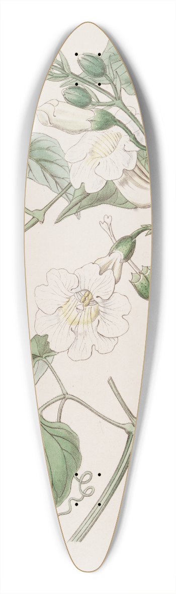 Sydenham Edwards - Lady Carolines Bignonia 39.3 inch art pintail longboard deck