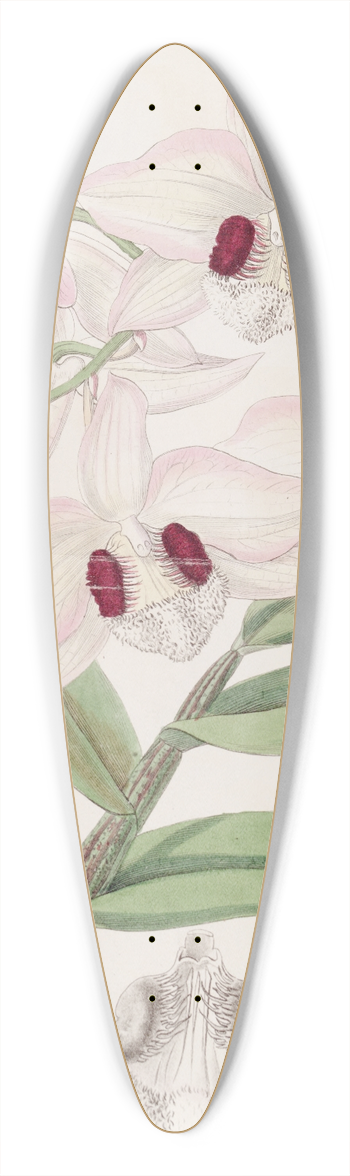 Sydenham Edwards - Lady Dalhousies Dendrobium 39.3 inch art pintail longboard deck