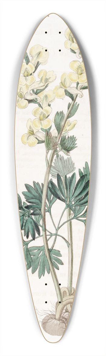 Sydenham Edwards - Large-bracted Corydalis 39.3 inch art pintail longboard deck