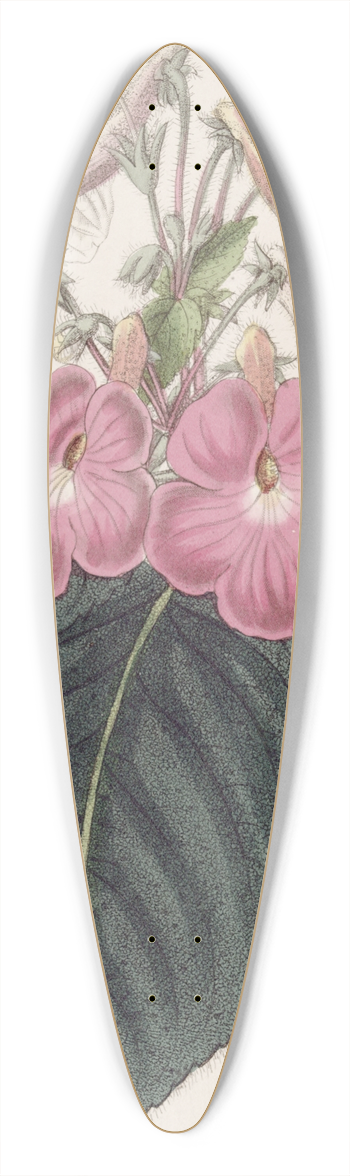 Sydenham Edwards - Large-flowered Achimenes 39.3 inch art pintail longboard deck