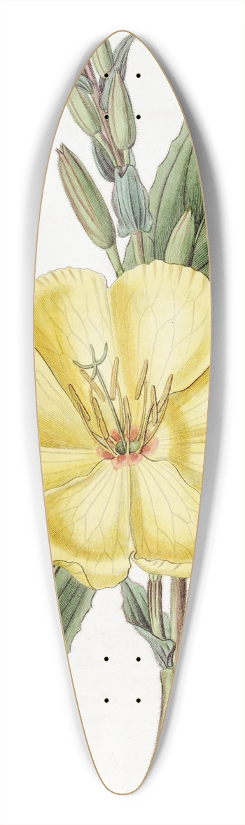 Sydenham Edwards - Large-flowered biennial Evening Primrose 39.3 inch art pintail longboard deck