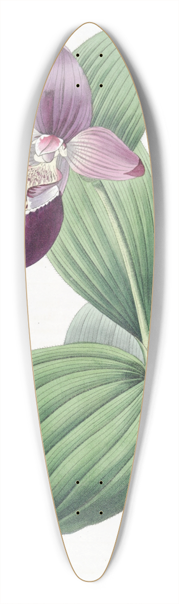 Sydenham Edwards - Large-flowered Ladys Slipper 39.3 inch art pintail longboard deck