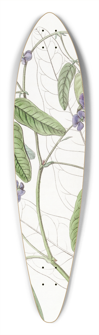 Sydenham Edwards - Large-leaved Kennedya 39.3 inch art pintail longboard deck