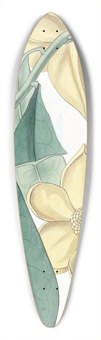 Sydenham Edwards - Laurel-leaved Custard Apple 39.3 inch art pintail longboard deck