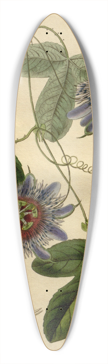 Sydenham Edwards - Lieut. Sulivans Passion-flower 39.3 inch art pintail longboard deck