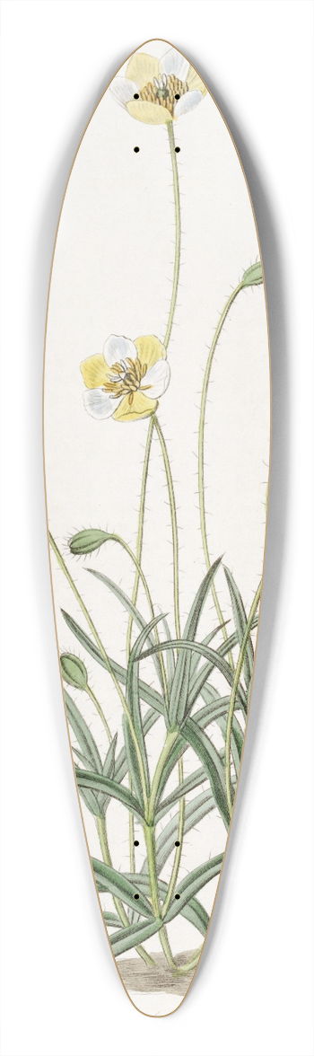 Sydenham Edwards - Linear-leaved Platystigma 39.3 inch art pintail longboard deck