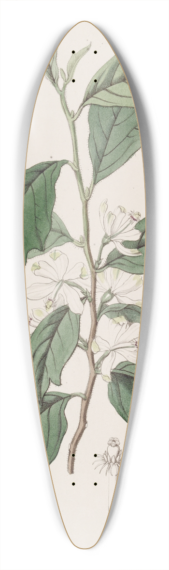 Sydenham Edwards - Lobed Turraea 39.3 inch art pintail longboard deck