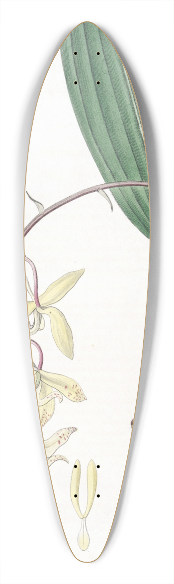 Sydenham Edwards - Loddiges Cirrhaea 39.3 inch art pintail longboard deck