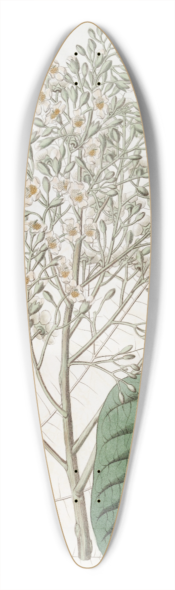 Sydenham Edwards - Lofty Brownlowia 39.3 inch art pintail longboard deck