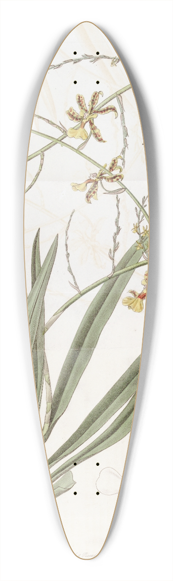 Sydenham Edwards - Lofty Oncidium 39.3 inch art pintail longboard deck