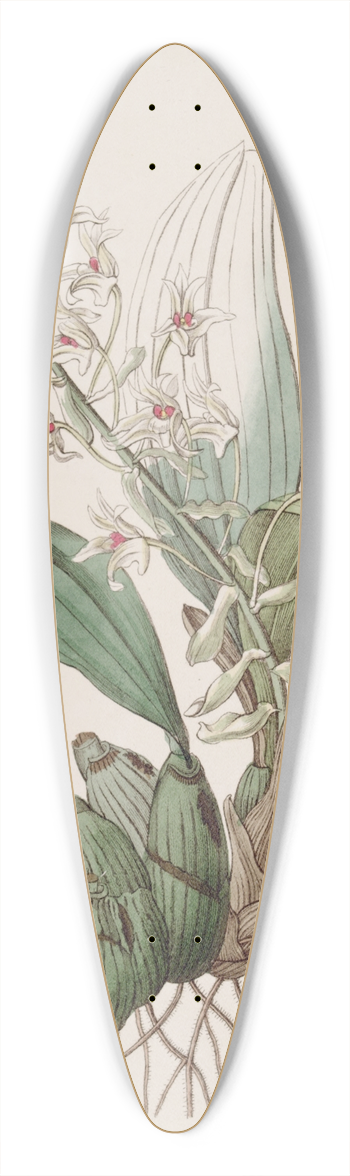 Sydenham Edwards - Long-bracted Eria 39.3 inch art pintail longboard deck