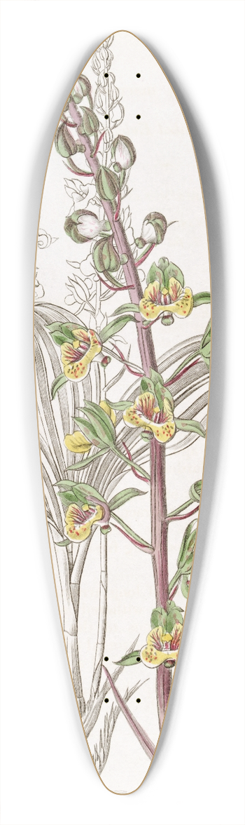 Sydenham Edwards - Long-spiked Eulophia 39.3 inch art pintail longboard deck