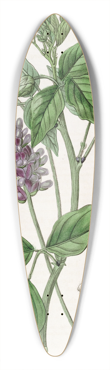 Sydenham Edwards - Long-spiked Psoralea 39.3 inch art pintail longboard deck
