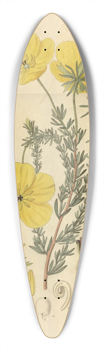 Sydenham Edwards - Long-stalked Ledocarpum 39.3 inch art pintail longboard deck