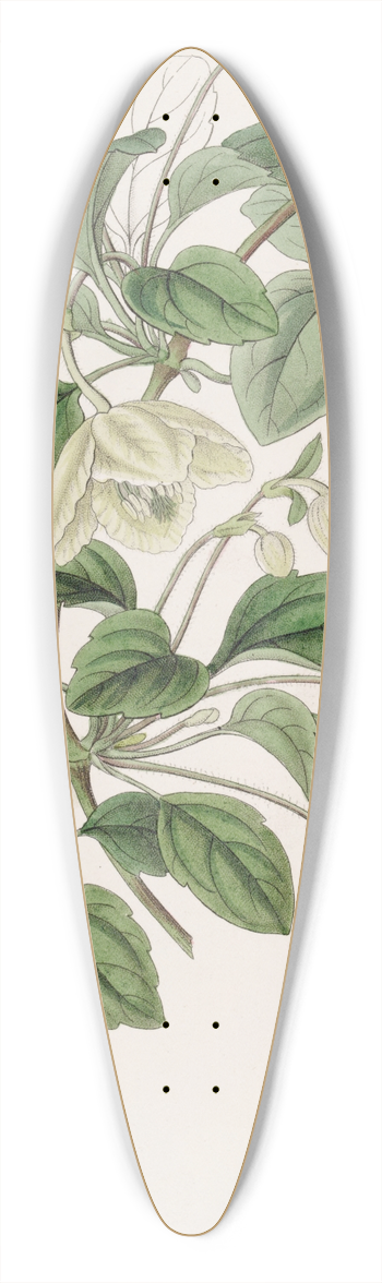 Sydenham Edwards - Long-stalked Majorca Virgins Bower 39.3 inch art pintail longboard deck