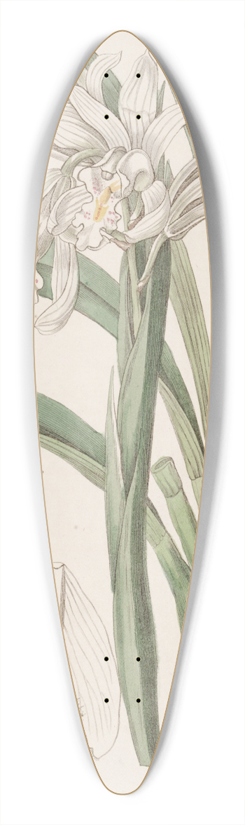 Sydenham Edwards - Masters Cymbid 39.3 inch art pintail longboard deck