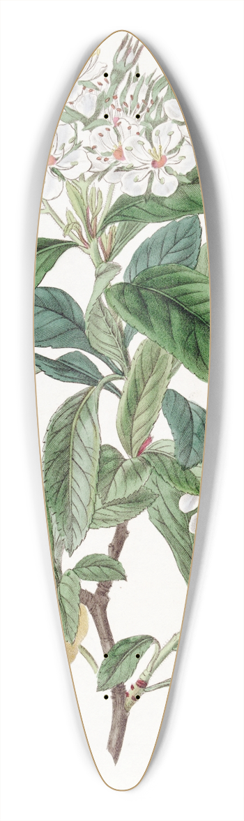 Sydenham Edwards - Mexican Hawthorn 39.3 inch art pintail longboard deck