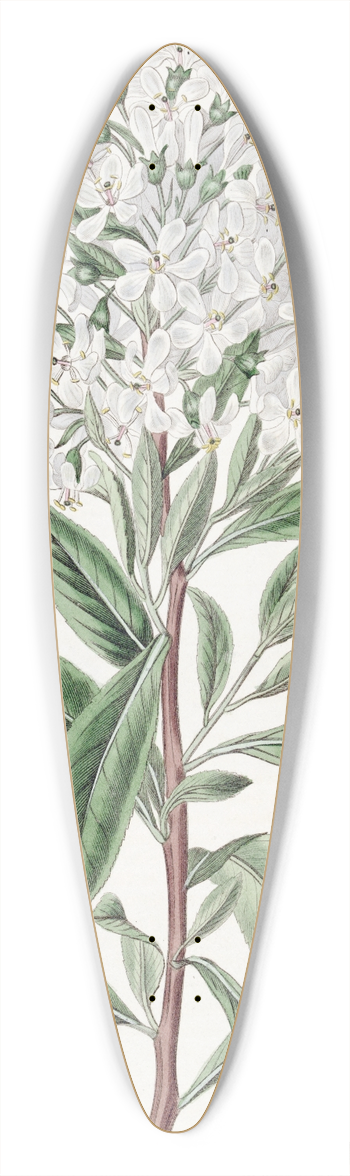 Sydenham Edwards - Montevideo Escallonia 39.3 inch art pintail longboard deck