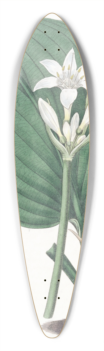 Sydenham Edwards - Mr. Cunninghams Eurycles 39.3 inch art pintail longboard deck