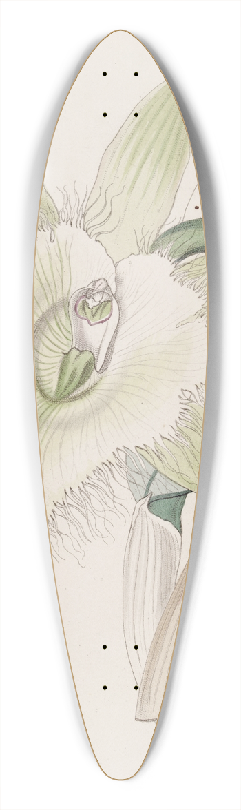 Sydenham Edwards - Mr. Digbys Brasavola 39.3 inch art pintail longboard deck