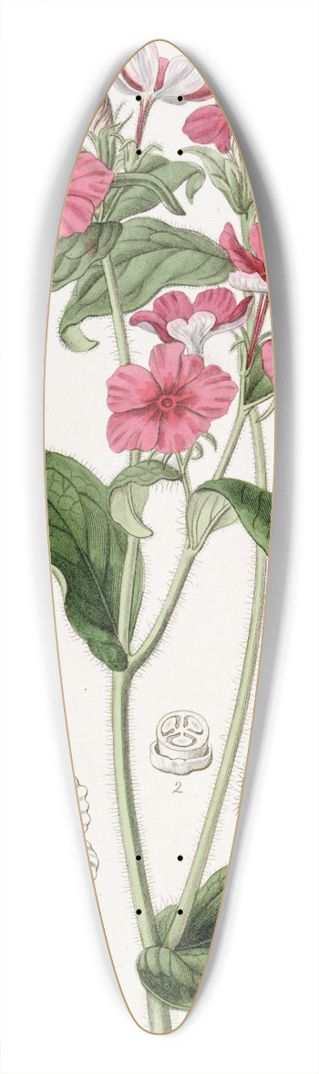 Sydenham Edwards - Mr. Drummonds Phlox 39.3 inch art pintail longboard deck