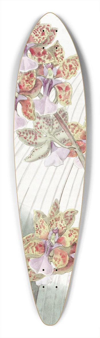 Sydenham Edwards - Mr. Lances Oncidium 39.3 inch art pintail longboard deck