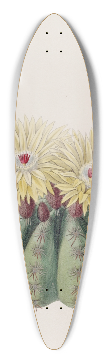 Sydenham Edwards - Mr. Ottos Spiny Cactus 39.3 inch art pintail longboard deck