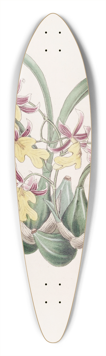 Sydenham Edwards - Mr. Warners Tooth-tongue 39.3 inch art pintail longboard deck