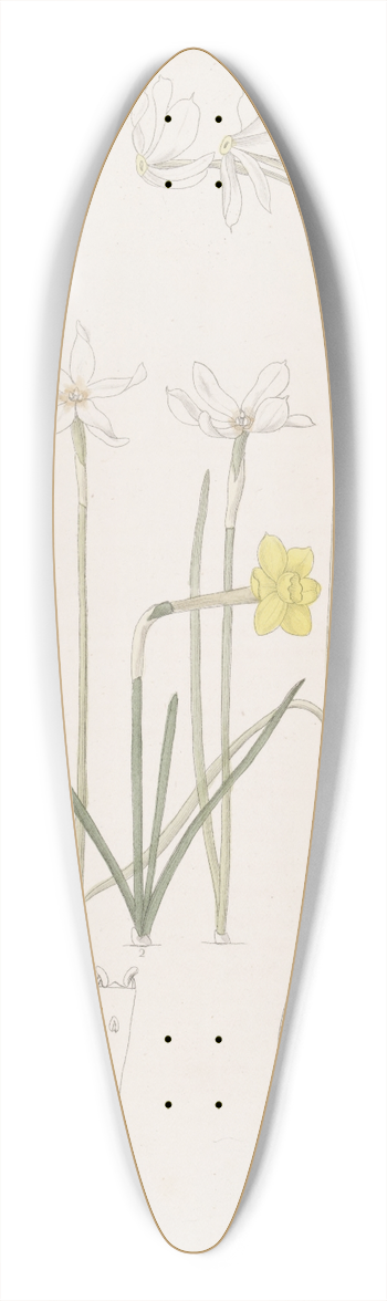 Sydenham Edwards - Narcissuses 39.3 inch art pintail longboard deck
